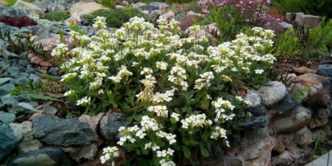 Uzgoj arabisa alpskog iz sjemena